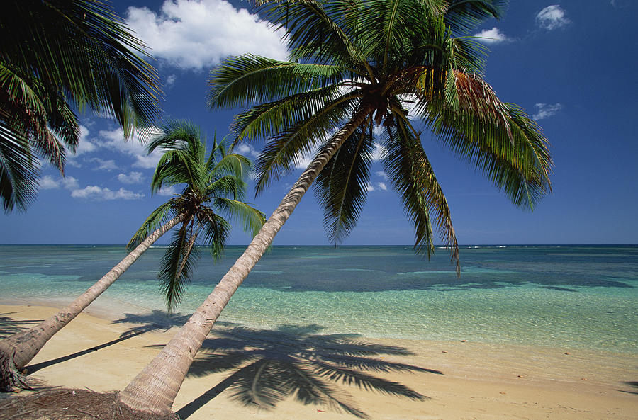 Coconut Palm Cocos Nucifera Trees #2 Photograph by Konrad Wothe