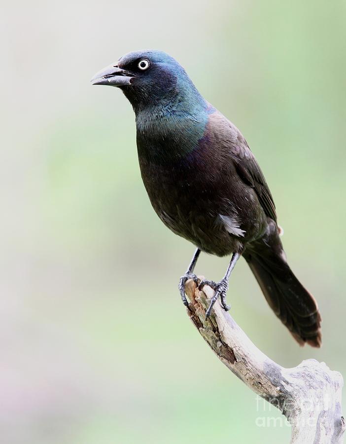 Common Grackle #2 Photograph by Jack R Brock