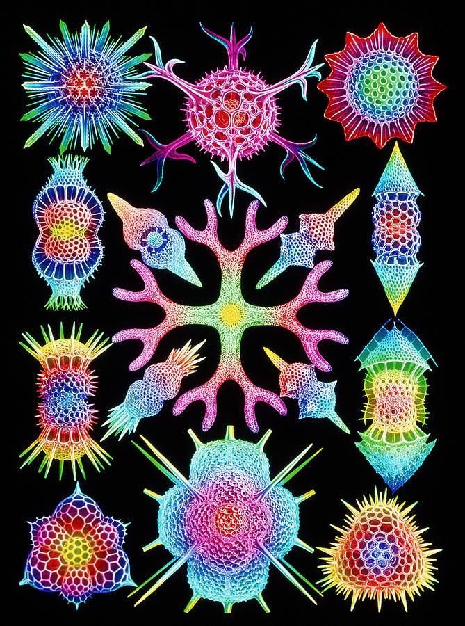 Nature Photograph - Computer Art Of Radiolarians (from Ernst Haeckel) #2 by Mehau Kulyk