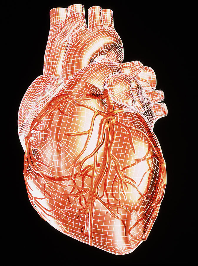 healthy human heart drawing