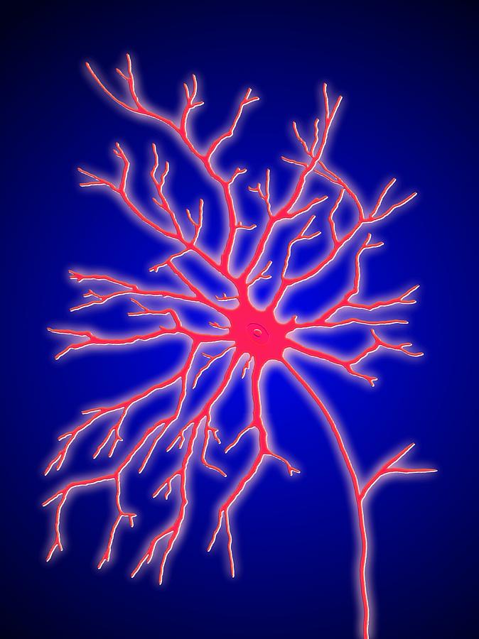 Computer Artwork Of A Multipolar Nerve Cell #2 Photograph by Pasieka