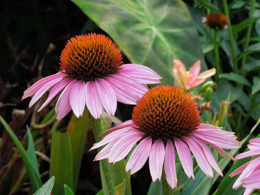 2 Cone Flowers Photograph by Chad and Stacey Hall