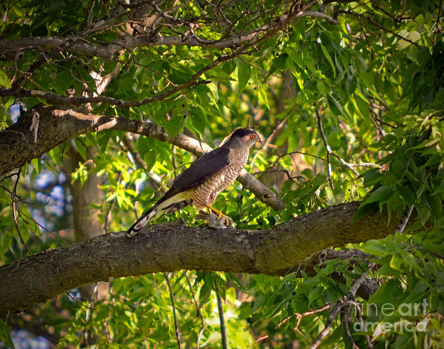 Cooper Hawk #2 Photograph by Sue Stefanowicz