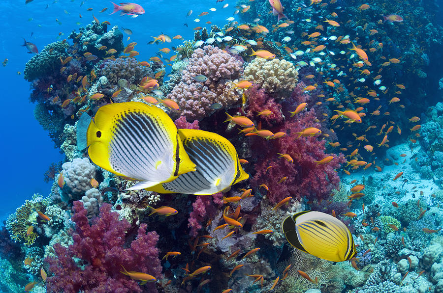 Coral Reef Scenery With Fish Photograph by Georgette Douwma