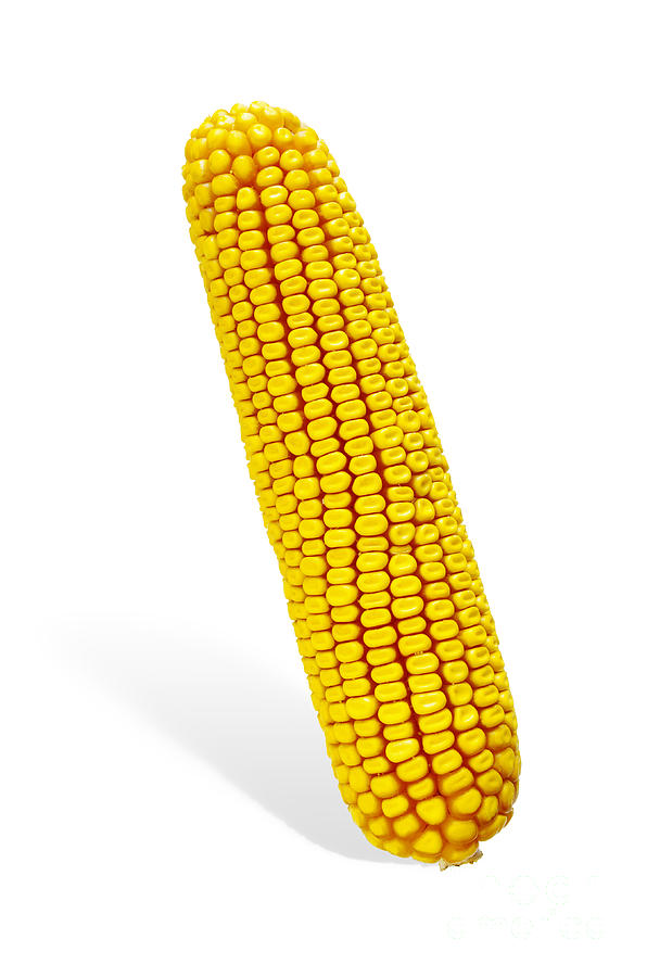 Corn Cob #2 Photograph by Carlos Caetano