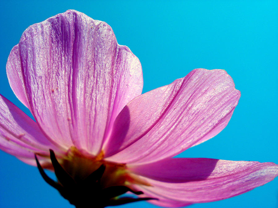 Flower Photograph - Cosmia Flower #2 by Sumit Mehndiratta