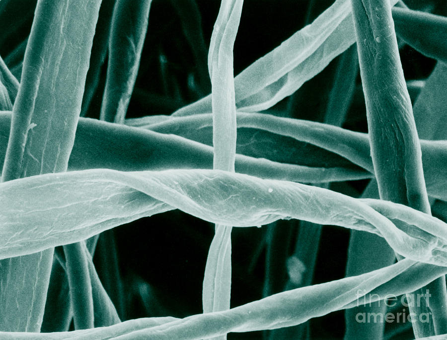 Cotton Photograph - Cotton Fibers #2 by Science Source
