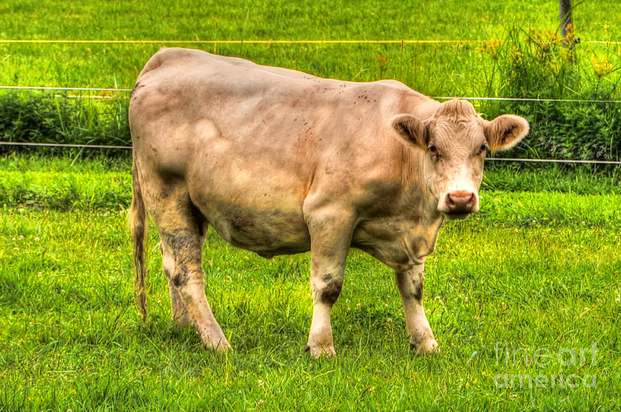 Cow #2 Photograph by Mats Silvan