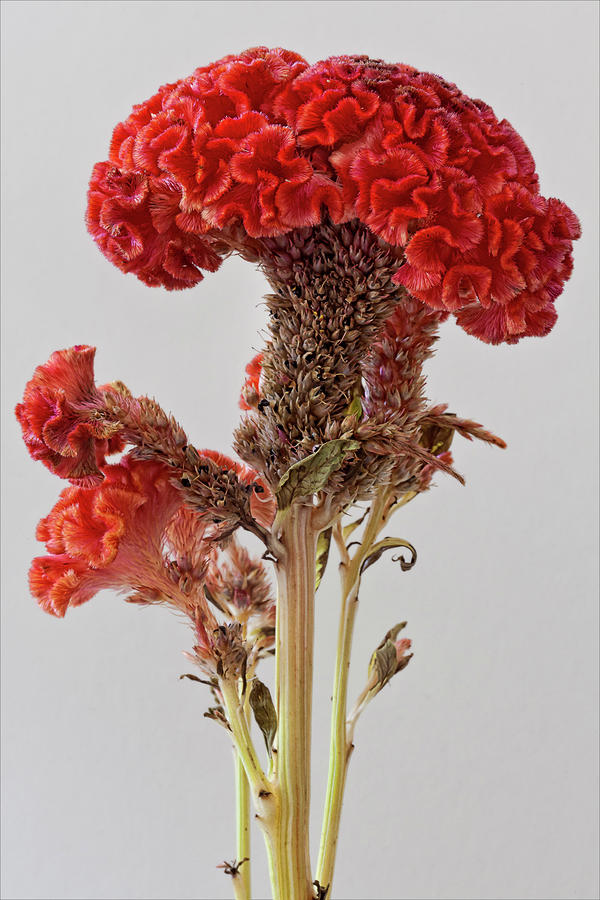 Coxcomb #2 by Robert Ullmann