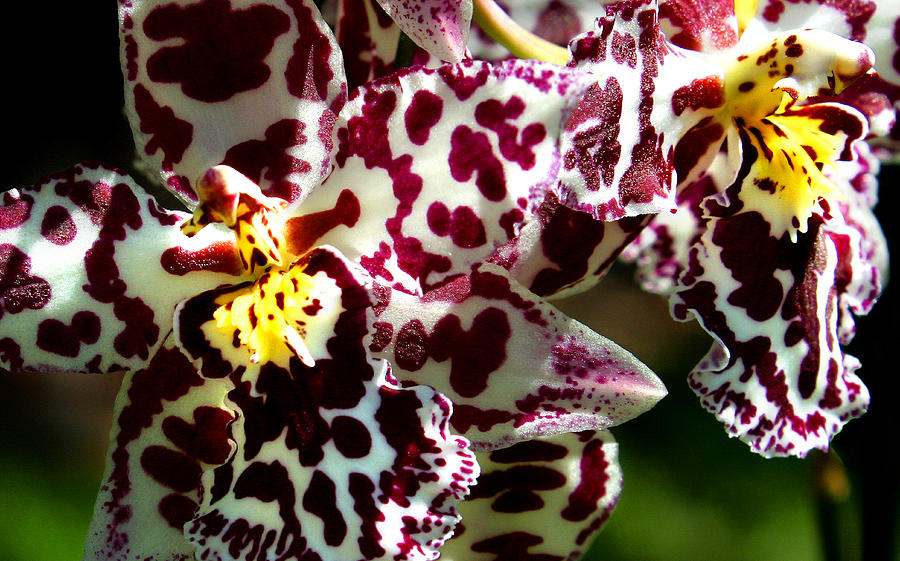 CRibet Exotic Orchids #2 Photograph by C Ribet