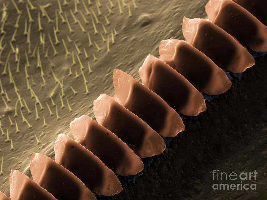 Cricket Sound Comb, Sem #2 Photograph by Ted Kinsman