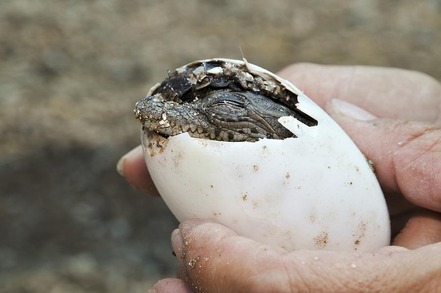 Crocodile Hatches From Its Egg Photograph by Photostock-israel