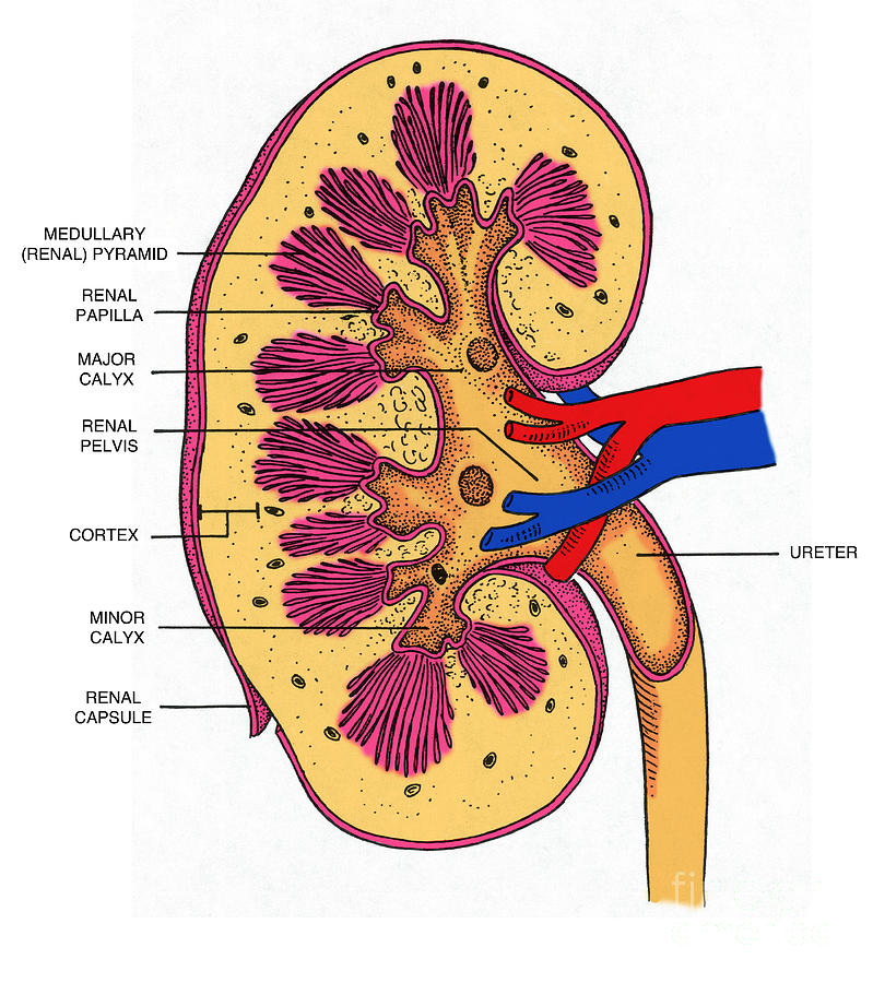 Cross Section Of Right Kidney Photograph by Science Source - Pixels