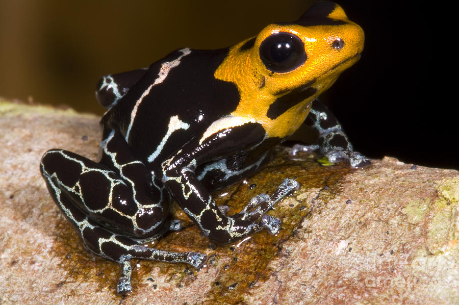 Amphibians Photograph - Crowned Poison Frog #2 by Dante Fenolio