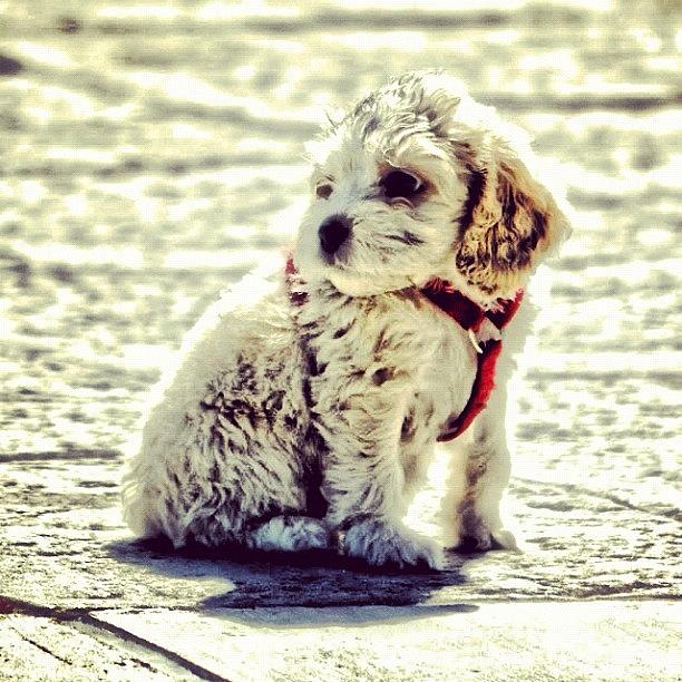 Boise Photograph - Cute Pup #2 by Jason Thueson