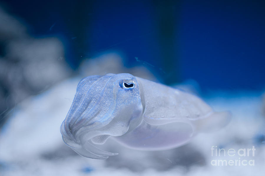 Aquarium Digital Art - Cuttlefish #2 by Carol Ailles