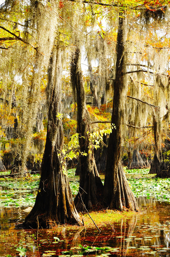 Cypress Trees in Caddo lake #2 Photograph by Iris Greenwell