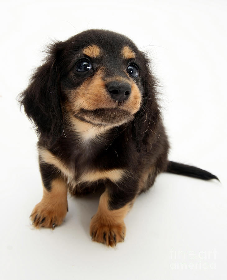Dachshund Pup #1 Photograph by Jane Burton