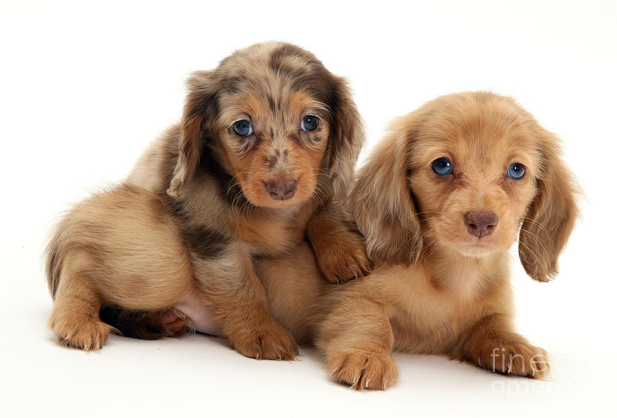 Dachshund Pups #2 Photograph by Jane Burton