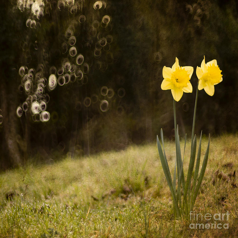 Daffodils #2 Photograph by Ang El