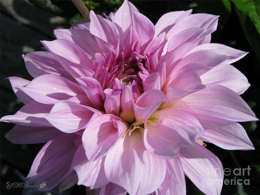 Dahlia named Emory Paul #2 Photograph by J McCombie