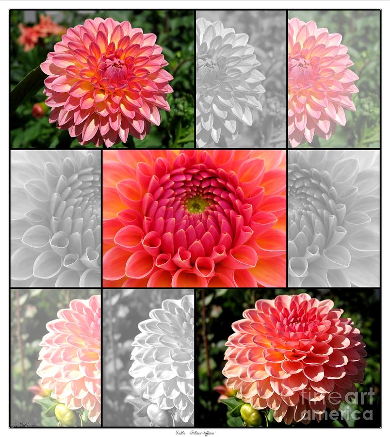 Dahlia named Hillcrest Suffusion #2 Photograph by J McCombie