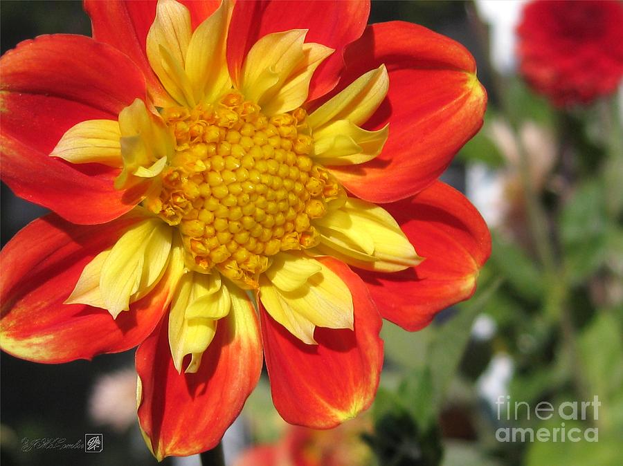 Nature Photograph - Dahlia named Pooh #2 by J McCombie