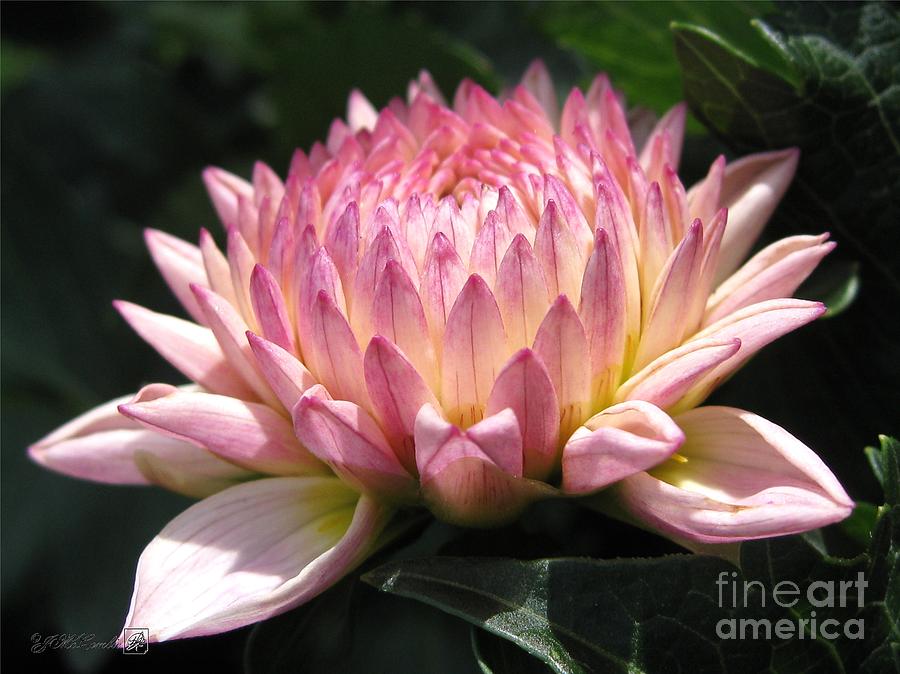 Flower Photograph - Dahlia named Valley Porcupine #5 by J McCombie