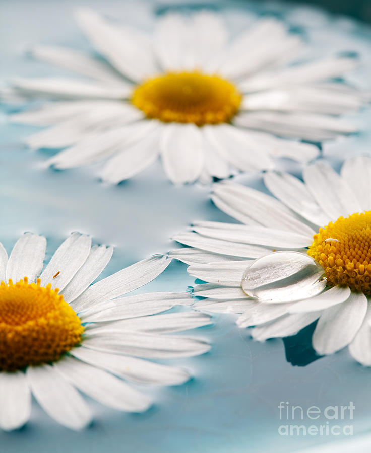 Daisies floating in water #2 Photograph by Kati Finell