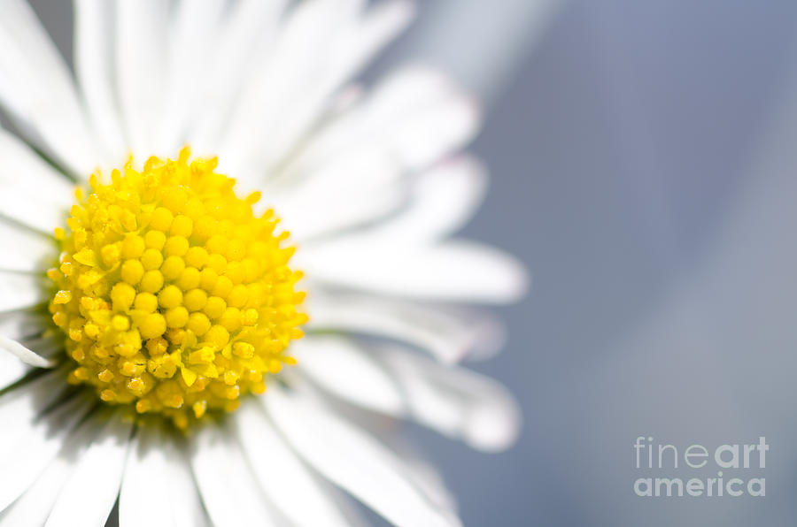 Daisy flower #2 Photograph by Mats Silvan