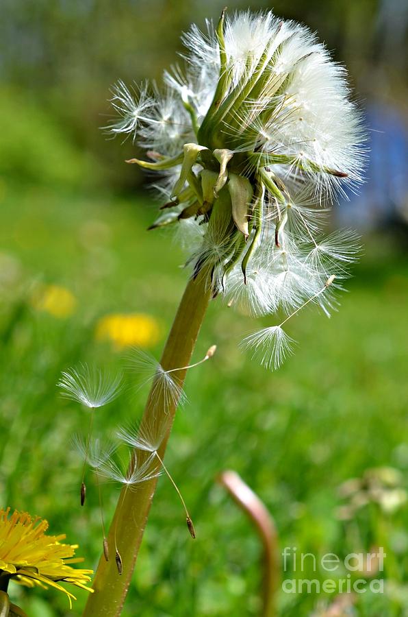 Dandelion Seed Head Tiny Parachutes #2 Photograph by Lila Fisher-Wenzel