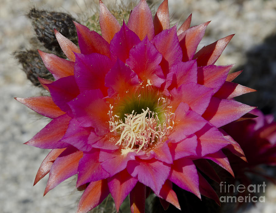 Flowers Still Life Photograph - Dark pink cactus flower #2 by Jim And Emily Bush