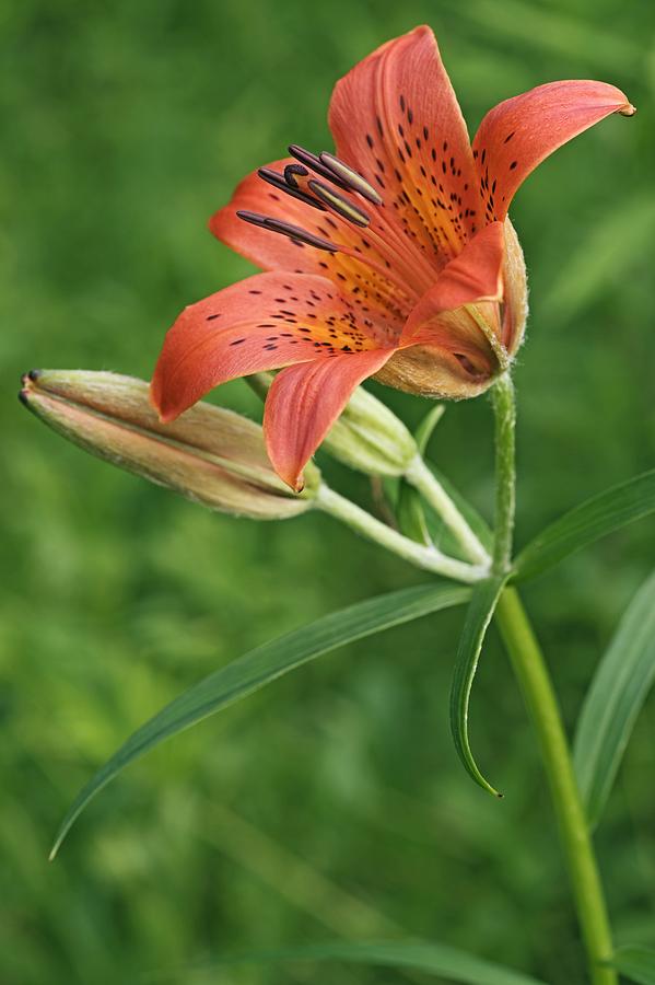 Daurian Lily (lilium Dauricum) #2 Photograph by Dr. Nick Kurzenko