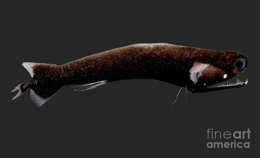 Deep-sea Dragonfish #2 Photograph by Dant Fenolio