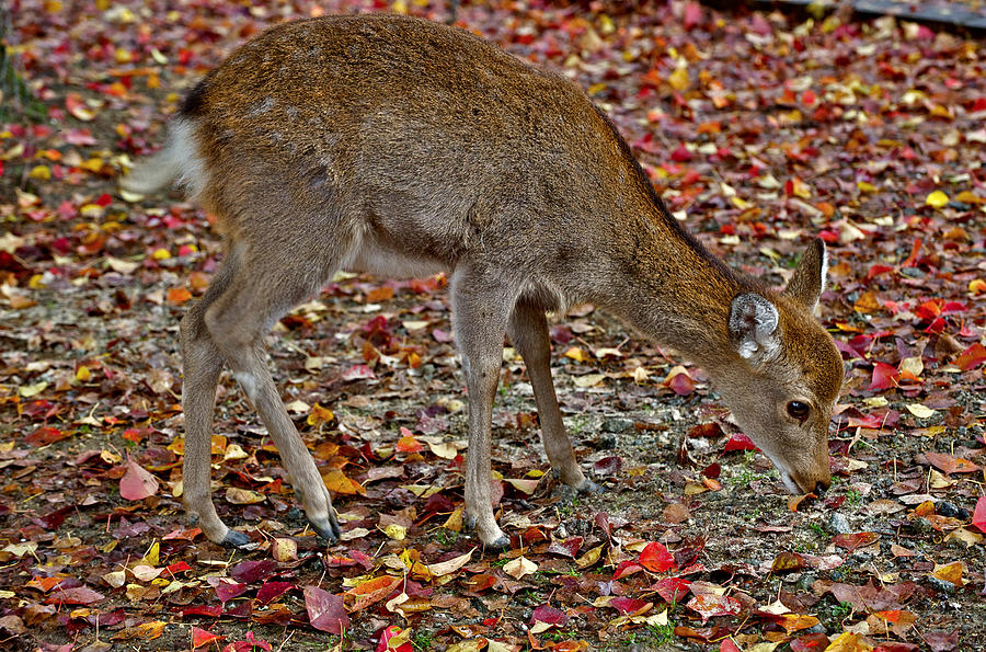 Deer in colored leaves #2 Photograph by Hisao Mogi