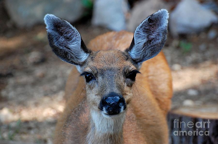 Deer Photograph - Deer by Marsha Thornton Deer Photograph - Deer by Marsha Thornton
