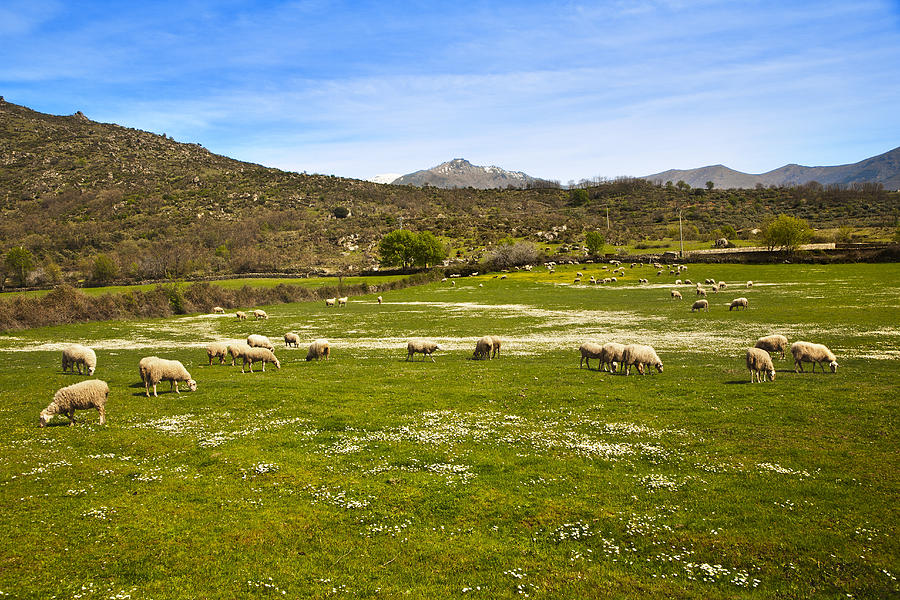 Dehesa, Typical Pasture Of Extremadura #2 Photograph by Gonzalo Azumendi