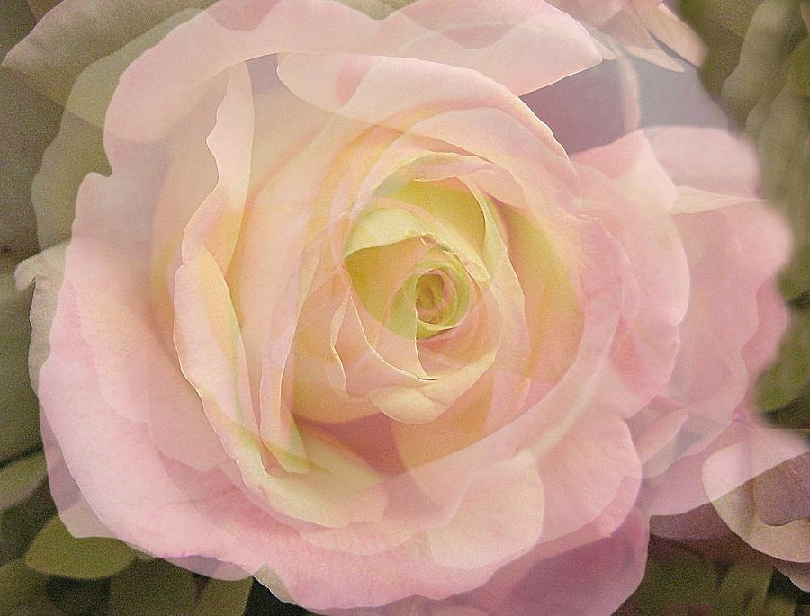 Rose Photograph - Delicate Journey by Shirley Sirois