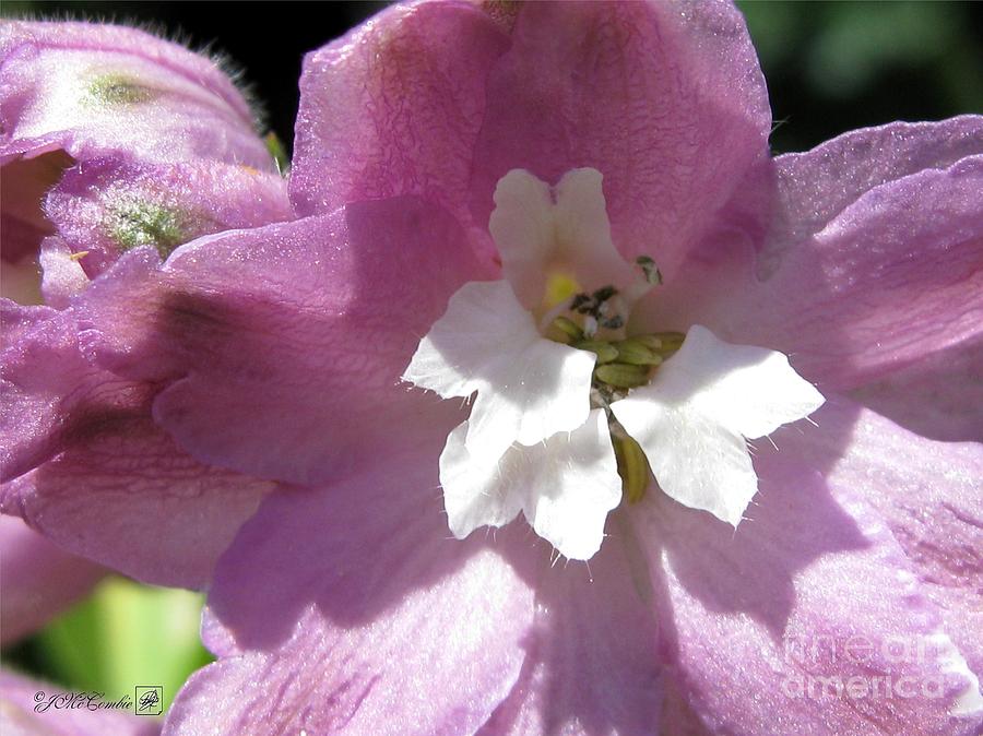 Magic Photograph - Delphinium named Magic Fountains Lilac Pink #2 by J McCombie