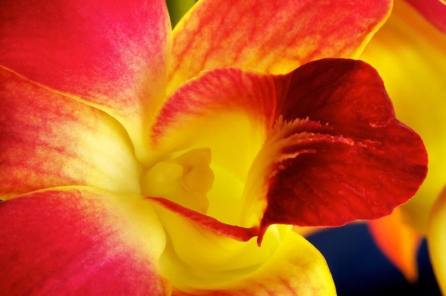 Dendribium malone or Hope orchid Flower #2 Photograph by Perla Copernik