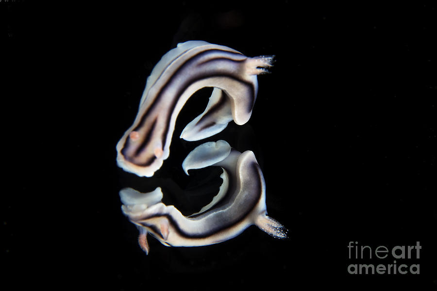 Detailed View Of A Beautiful Nudibranch #2 Photograph by Terry Moore
