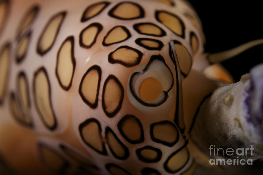 Nature Photograph - Detailed View Of A Flamingo Tongue #2 by Terry Moore