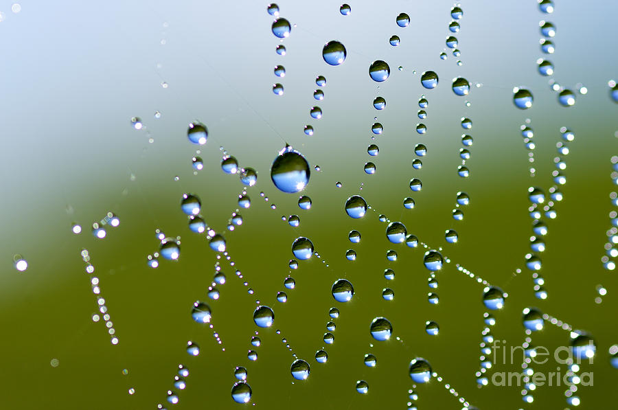 Spring Photograph - Dew on Spiderweb  #2 by Thomas R Fletcher