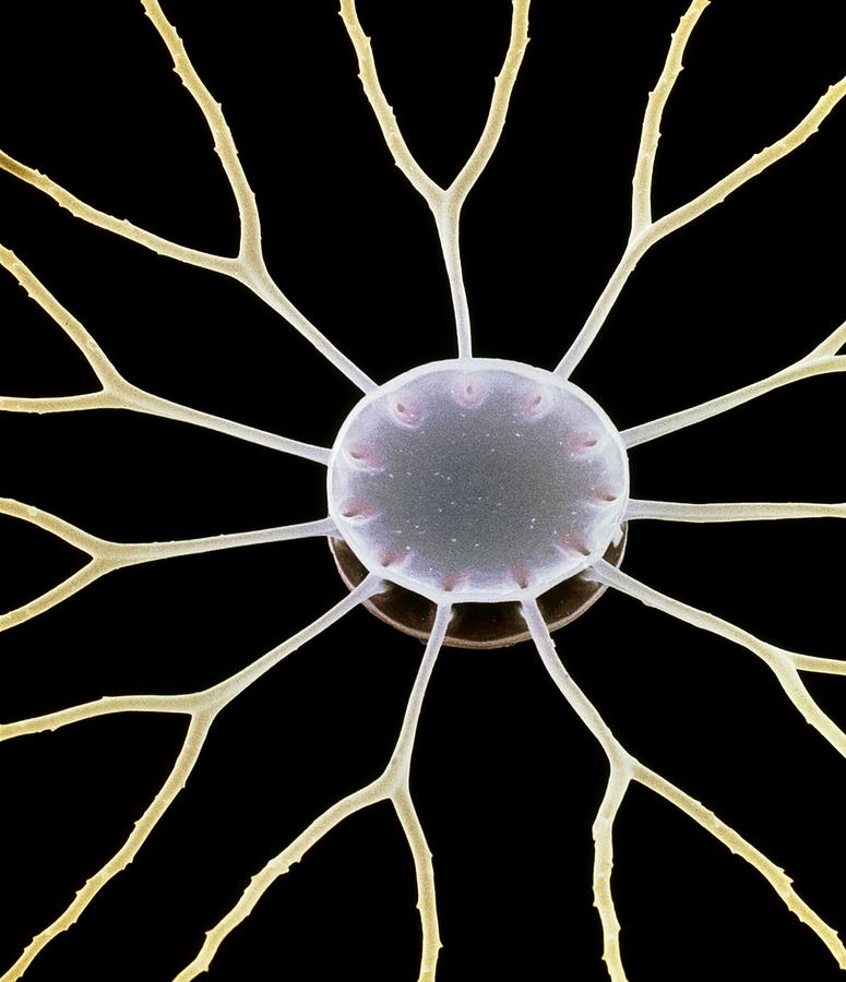 Nature Photograph - Diatom Alga, Sem #2 by Steve Gschmeissner