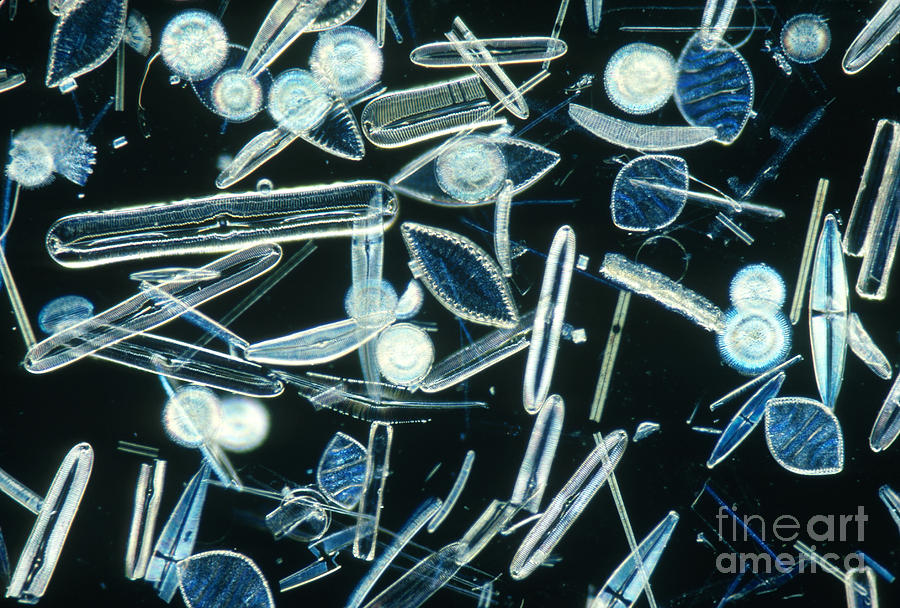 Diatoms Photograph by M. I. Walker
