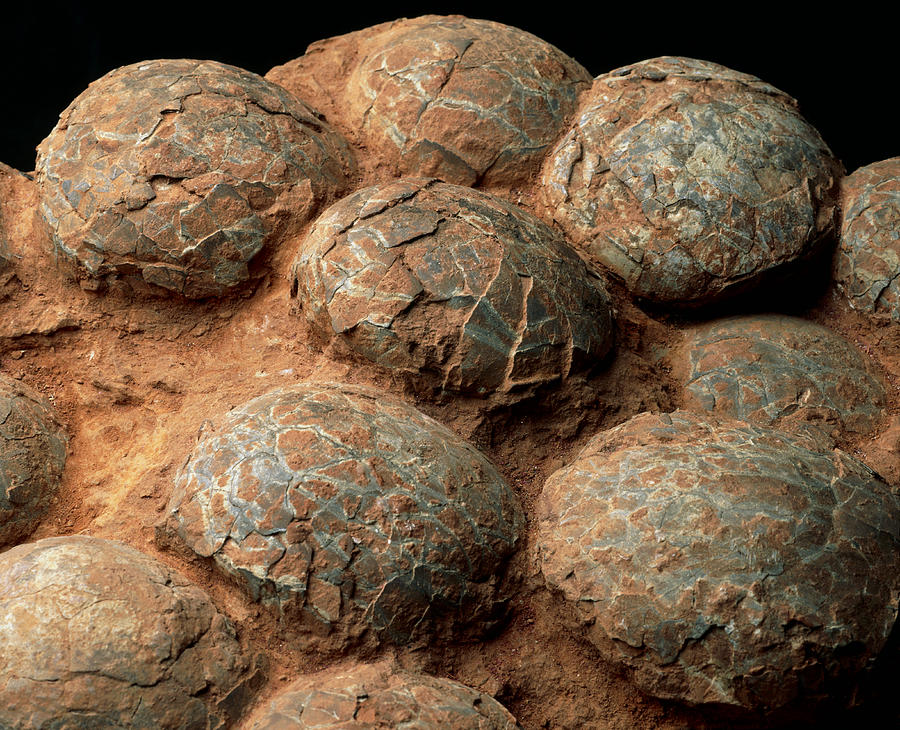 Dinosaur Eggs Photograph by Sinclair Stammers