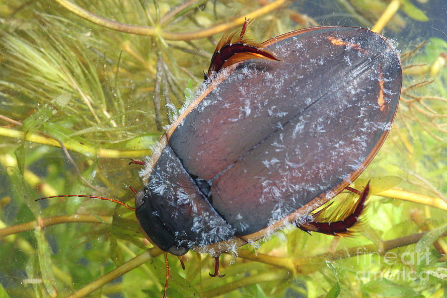 Diving Beetle #2 Photograph by Ted Kinsman