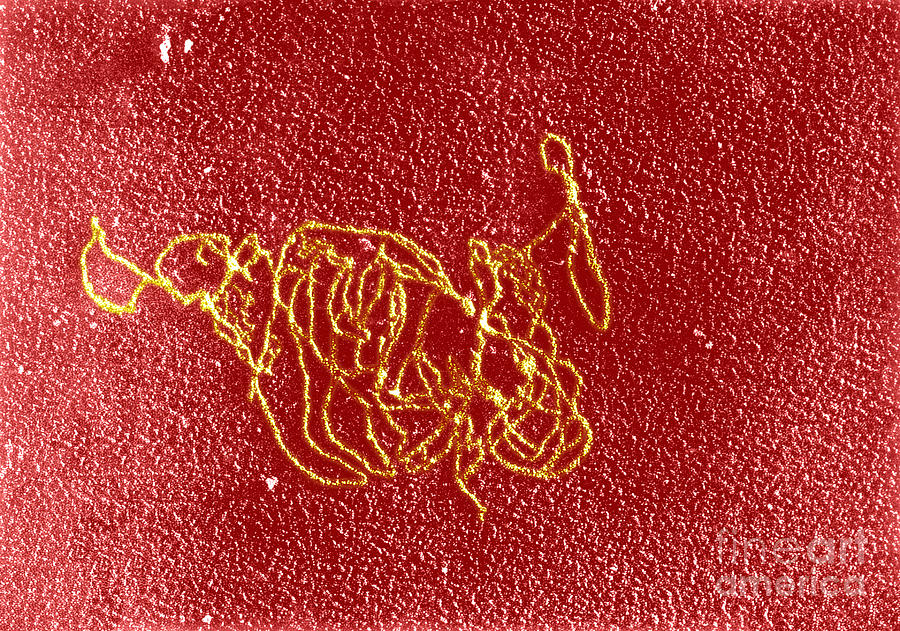 rna polymerase reaction