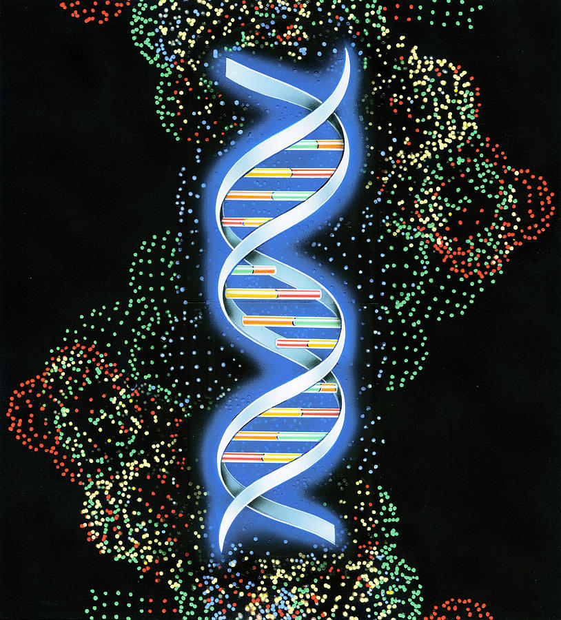 Sssr dna