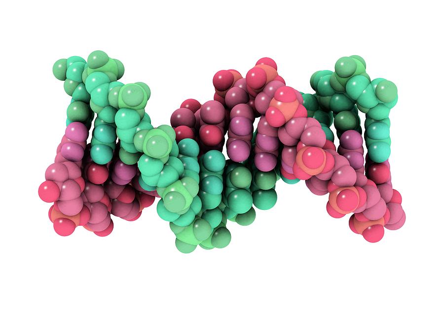 Dna Molecule #2 by Science Photo Library